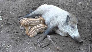 Wildschweine In Berlin