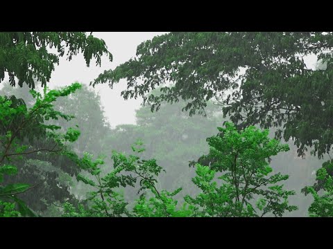 Heavy Rain in Forest for Sleeping Study Focus Yoga & Relaxation | White Noise | Beauty of Nature
