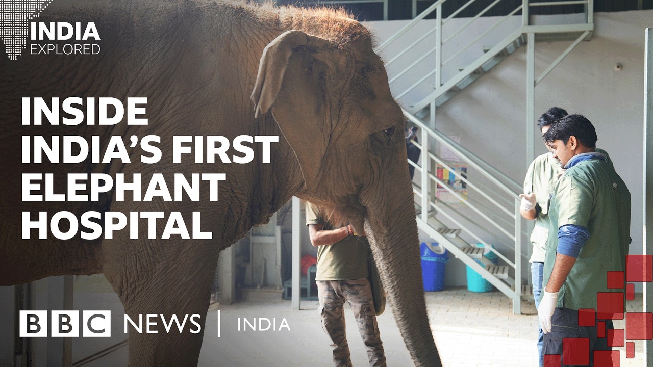From Ayurveda to lasers, see how an Indian elephant hospital treats its patients | BBC News India