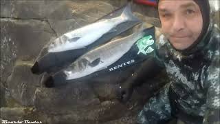 2 robalos da Costa Levrek Lubina Labrax Robalos Spigola Sea Bass Spearfishing