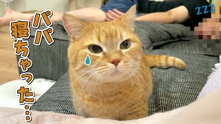 Download Lagu 3日ぶりに帰ってきたパパが寝ちゃって寂しい猫が可愛すぎる! MP3 Download Lagu 3日ぶりに帰ってきたパパが寝ちゃって寂しい猫が可愛すぎる! MP3