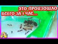 Что произошло с муравьями всего за час?! / Алиса Изи Петс / Alisa Easy Pets