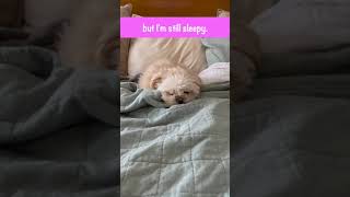 Little pup can't seem to wake up for work this morning