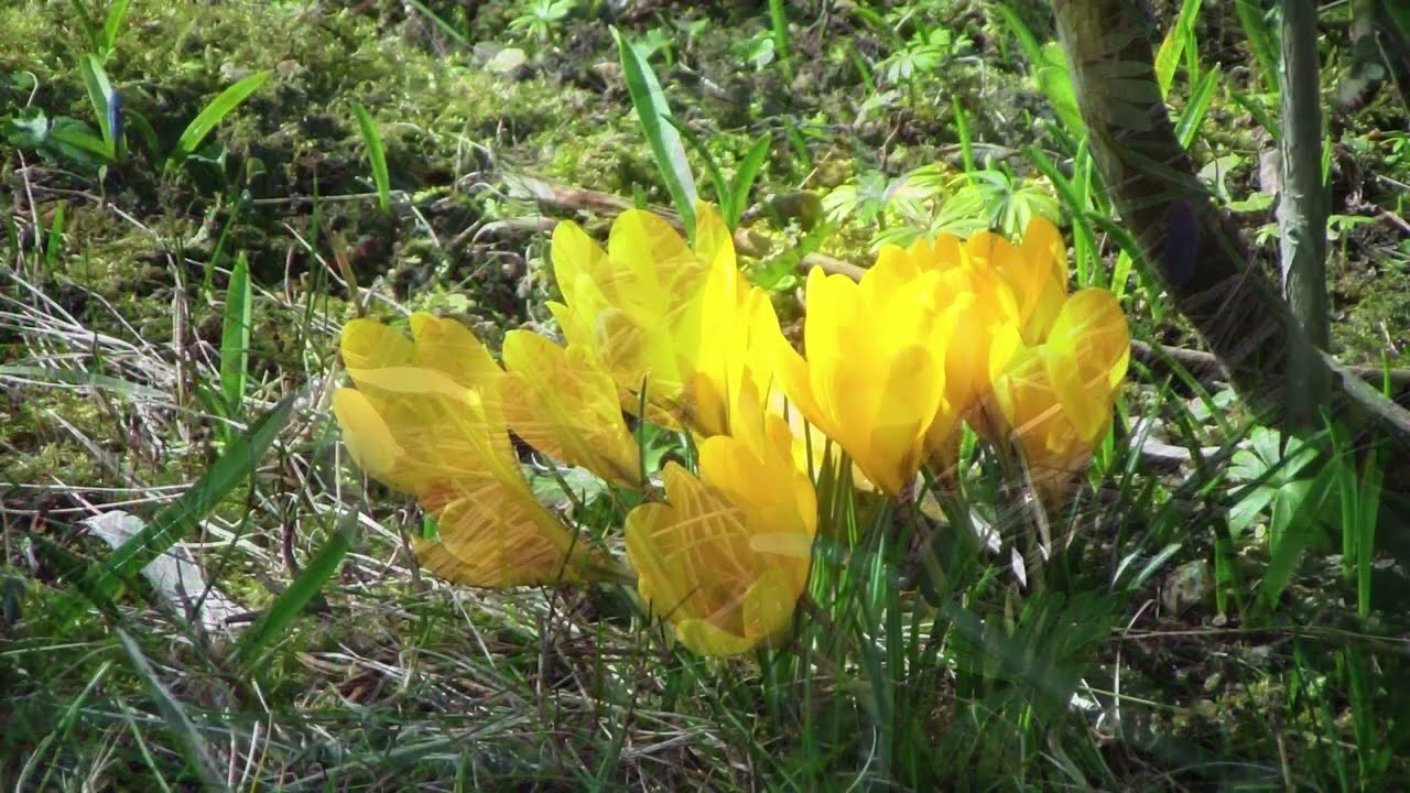 Några av mina gamla foton
