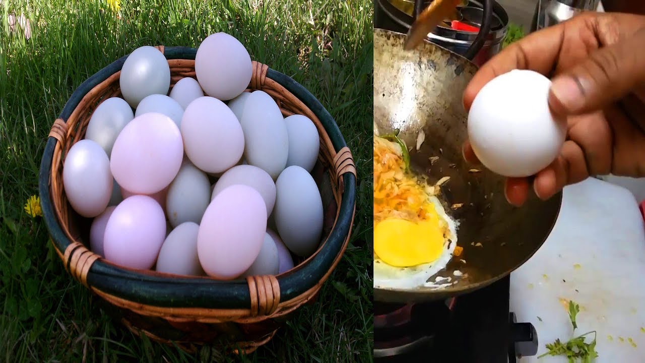 अंडा खाते है तो एक बार जरूर देख ले ये वीडियो। Anda(Egg) Khane se kya