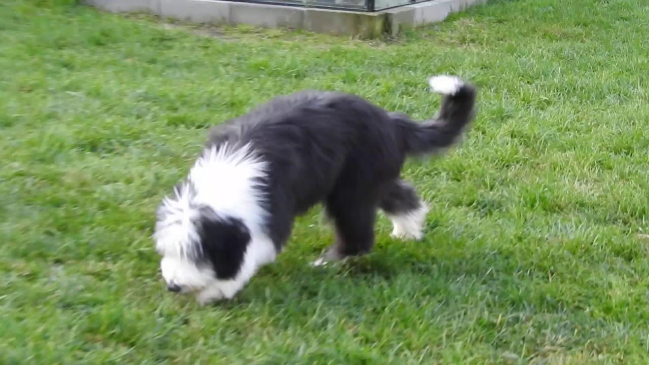 4 months bearded collie puppy from Buhlbino kennel - LILI Buhlbino