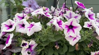 Zone 3: The Low-Maintenance Purple Flower Mix That Looks Expensive!