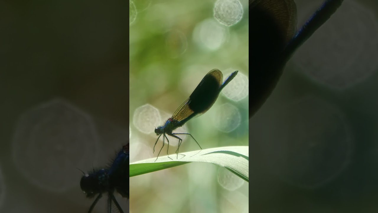 Most Beautiful Damselfly, the Banded Demoiselle 