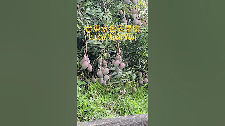 #台东紫色芒果树#台湾生活每日分享#Vườn_Xoài_Tím - 天天要闻