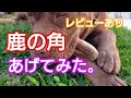 鹿の角 あげてみた！レビューあり。ピットブルMIX