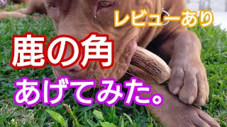 鹿の角 あげてみた！レビューあり。ピットブルMIX