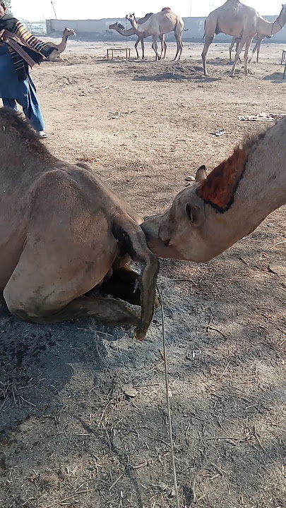 Camel Meeting Mode