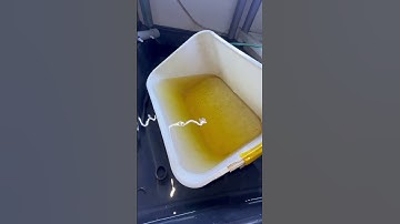 Cho cá Betta bột 5 ngày tuổi ra hồ lớn #bettavietnam