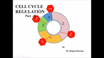 Cell cycle regulation -  Part II as perJNU, CSIR-NET, GATE, DBT, GRE and ICMR syllabus
