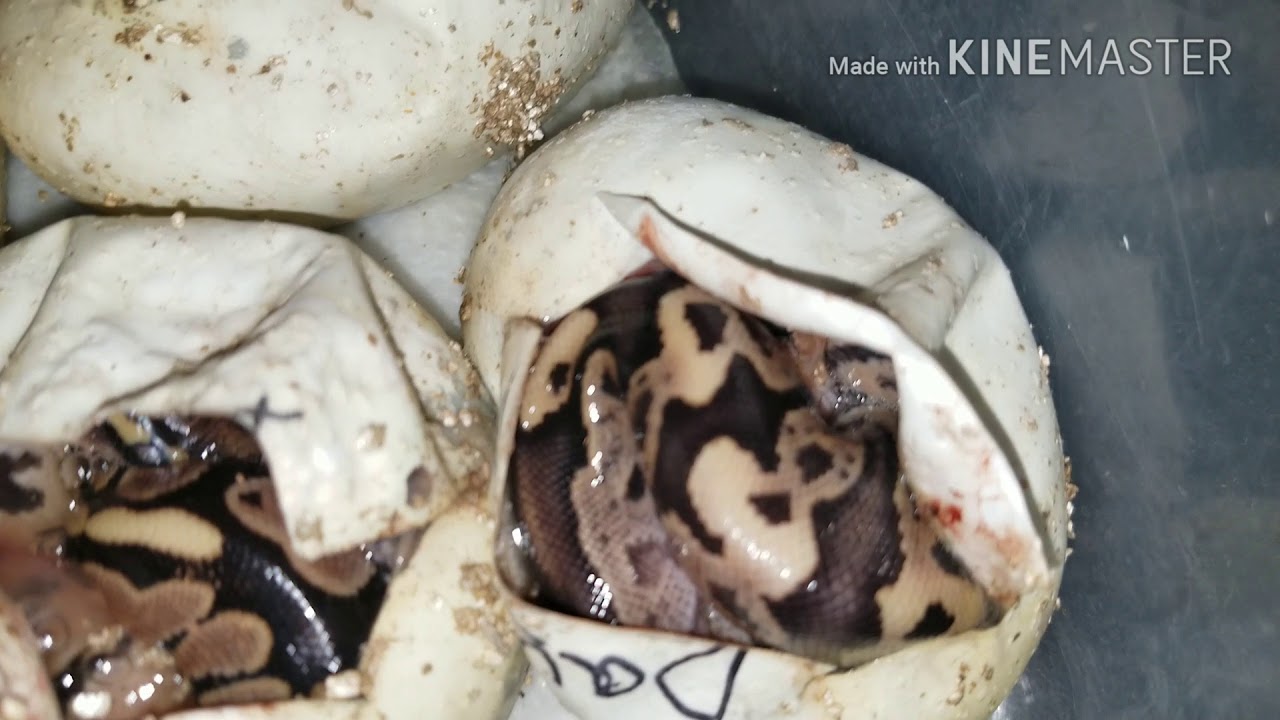 geckos food Vlog#217 LSR Fire Ball Pythons