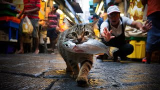 Cat has just stolen a fish