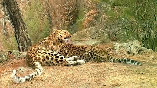Самка леопарда кормит малыша в Приморье