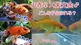ブリーディング金魚の産卵 金魚 鮒は繁殖可能か Youtube ブリーディング金魚の産卵 金魚 鮒は繁殖可能か Youtube