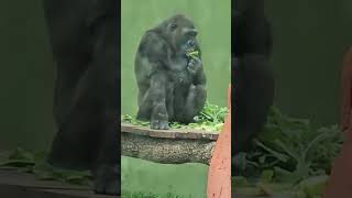 Lowland Gorilla Vs Mountain Gorilla Zoo Species