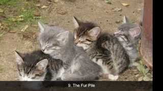 Download Lagu 25 Best Pussy Positions MP3