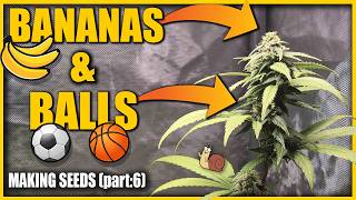BANANAS & BALLS oh my! (making seeds part:6) - w/MARSHYDRO
