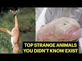 Top Strange Animals You Didn’t Know Exists