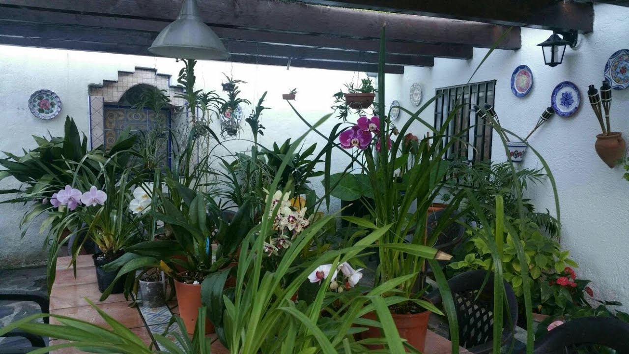 Cómo rejuvenecer una Orquídea Cymbidium