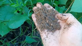 Barren Dirt to Rich Soil: 6 Month Update