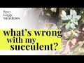 Whats Wrong with my Succulent? Ep:1 Leggy Succulents