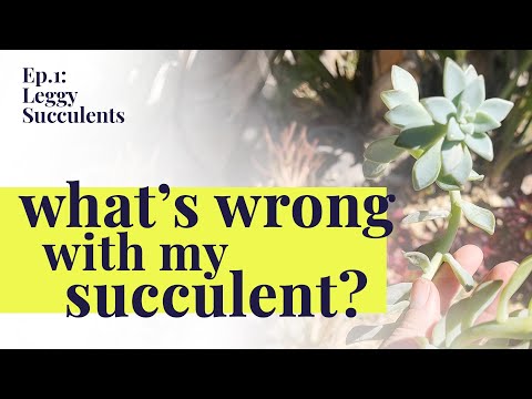 Whats Wrong with my Succulent? Ep:1 Leggy Succulents