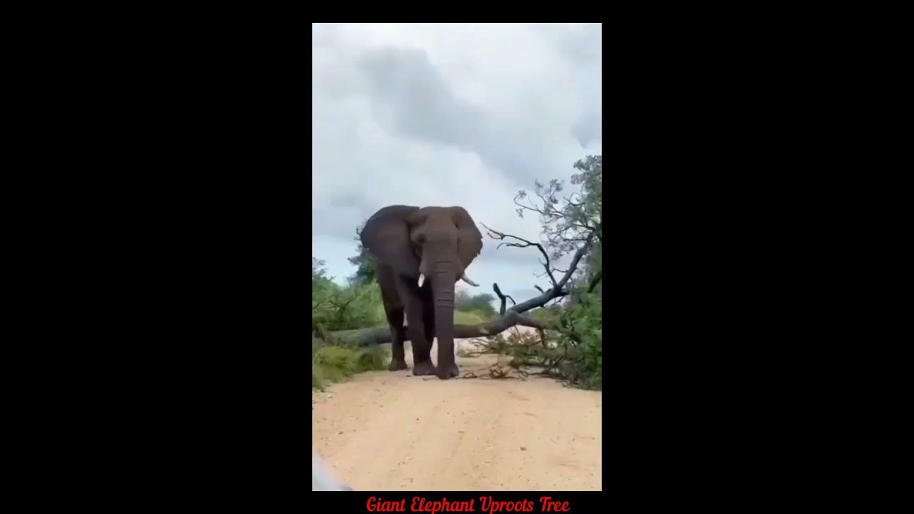 Giant Elephant Knock Down Tree and Blocks Roads short YouTube