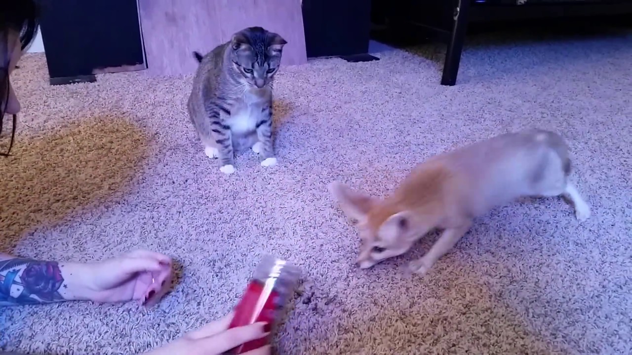 skydive chicago Fennec Fox Eating Freeze Dried Crickets