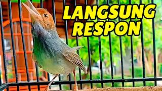 Prenjak Tamu Jantan Gacor - Pancingan Ampuh Bikin Burung Prenjak & PRENJAK Bahan Cepat Bunyi