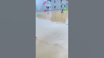 Thủ phủ vải thiều Bắc Giang ngập trong biển nước