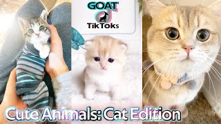 The cutest fur babies on TikTok; aka cats!