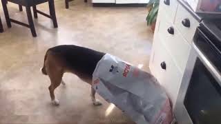 Funny Animal Videos😁2024/Funny Cats and Dogs 🐶 😹 by FunnyWorld 3,105 views 3 weeks ago 11 minutes, 19 seconds
