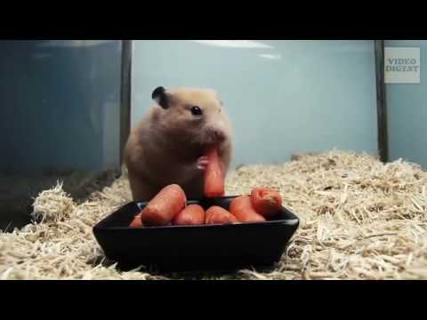video player Animal Behavior Documentary - Group 1