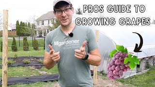 Everything You Need to Know to Grow Grapes  COMPLETE Growing Guide!