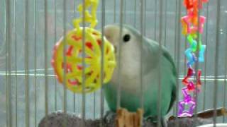 激しいぴよすけさん