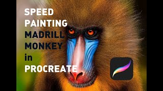 DRAW MANDRILL IN PROCREATE / SHORT TUTORIAL