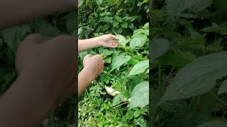HATI-HATI DENGAN TANAMAN INI (DAUN PULUS/JELATANG)