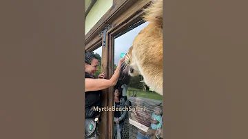 This Giant Liger Loves This Bottle No Bigger No Smaller This One 