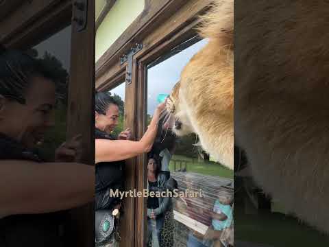 This Giant Liger Loves This Bottle No Bigger No Smaller This One