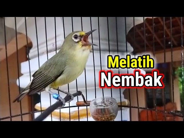 Suara Pleci Nembak Cocok Untuk Melatih Pleci Bahan class=