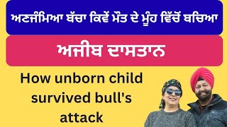 How unborn child survived bull\'s attack ! ਅਜੀਬ ਦਾਸਤਾਨ ! ਅਣਜੰਮਿਆ ਬੱਚਾ ਕਿਵੇਂ ਮੌਤ ਦੇ ਮੂੰਹ ਵਿੱਚੋਂ ਬਚਿਆ !