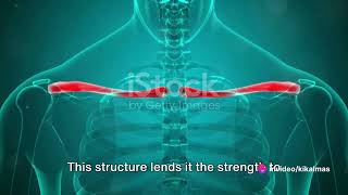 Clavicule bone : The Essential Guide to Your Collarbone