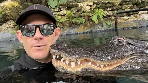 Casper the friendly alligator boops my face-is he ...