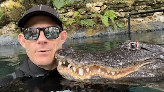 Casper the friendly alligator boops my face-is he my pet?!