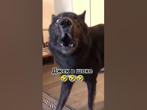 Джек в шоке 🤣🤣🤣 умора. #ржачка - YouTube