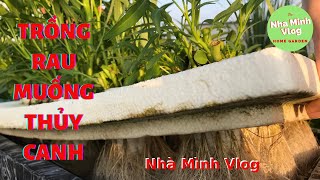 Làm cách này trồng RAU MUỐNG THỦY CANH trong thùng xốp thu hoạch nhiều lần không tàn | Nha Minh Vlog